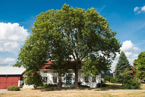 Tree — Stock Photo, Image