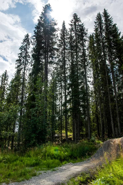 Trees — Stock Photo