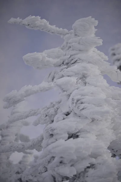 Zimní Strom Sněhem — Stock fotografie