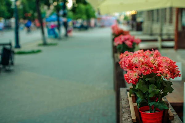 Flower alley on a pedestrian street
