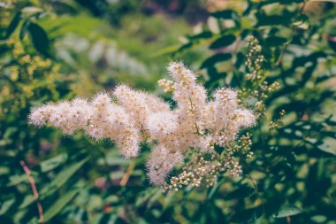 bulanık yeşil zemin üzerine beyaz kabarık çiçek