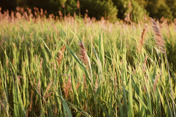 Reeds Lake Summer — Stock Photo, Image