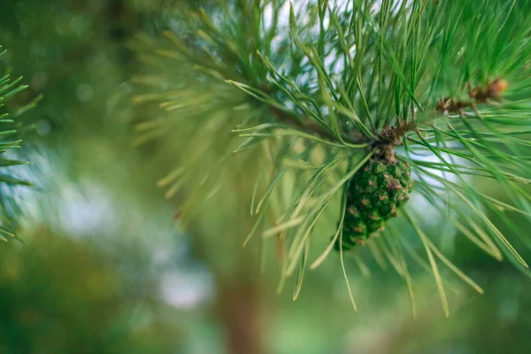 Fir branch with bump and needles with a beautiful blurred background