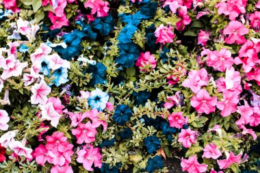 Çok renkli çiğdem alan üstten görünüm. Güzel mevsimlik fotoğraf.