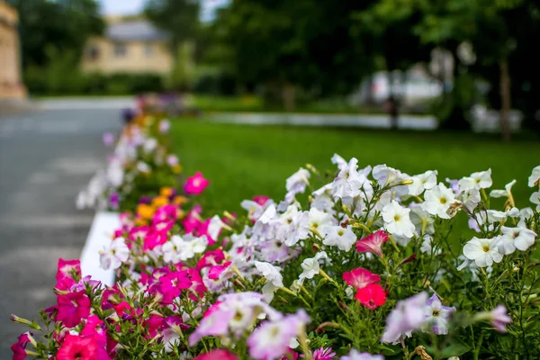 Weg Frühlingspark Umgeben Von Bunten Blumen — Stockfoto