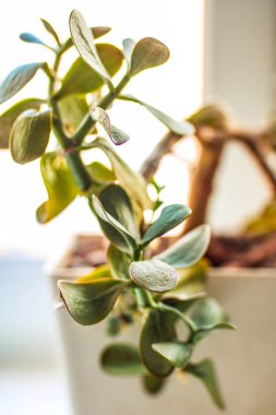 (Ficus veya aspidistra), yan görünüm bitki, yakın çekim. Pencerenin.