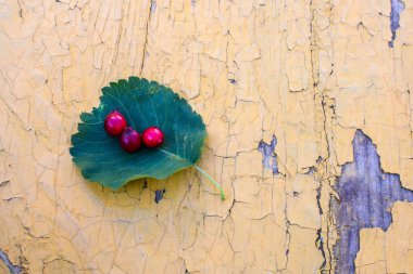 Sarı eski arka planda üç kırmızı meyveli yeşil yaprak. Yaz konsepti arka plan.
