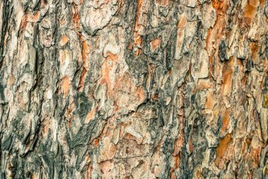 Eski çam kabuğu dokusu. Doğal arka plan fo tasarımı.