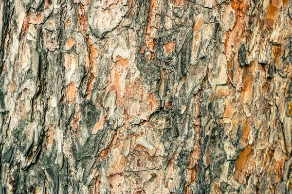 Eski çam kabuğu dokusu. Doğal arka plan fo tasarımı.