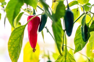 Bahçedeki bir dalda kırmızı biber yetişiyor. Bahçede biber yetişiyor, taze organik sebzeler..