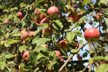 Elma ağacı dalı yaz