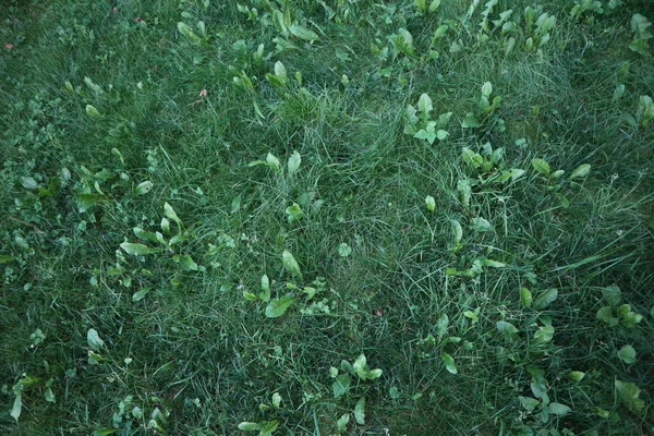 Gräsgrön Textur Sommaren — Stockfoto