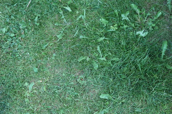 草绿色纹理夏天 — 图库照片