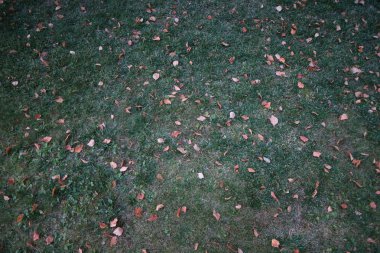 Yapraklar sonbaharda açık çimen