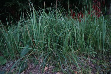 Yeşil çimen açık açık