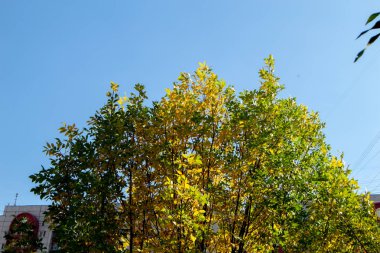 ağaç sonbahar gökyüzü doğa