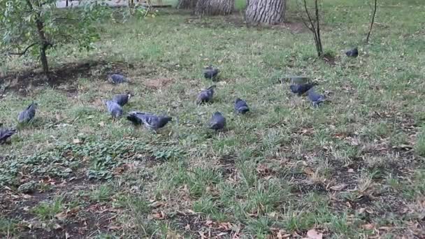 Pigeons Grass City Park — Stock Video