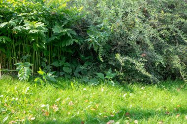 Bahçedeki yeşil bitkiler