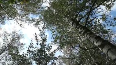 Ağaçlar ve mavi gökyüzü