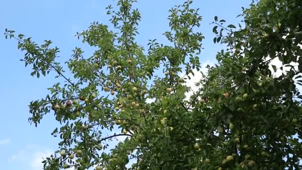 Folhas Verdes Céu Azul — Vídeo de Stock