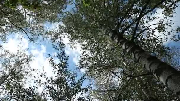 Drzewa Błękitne Niebo — Wideo stockowe