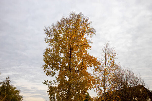 Autumn tree on the sky