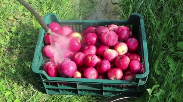 Red Apples Washed Outdor — Stock Video
