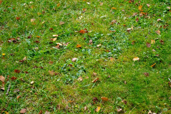 Hösten Grass Grön Textur — Stockfoto