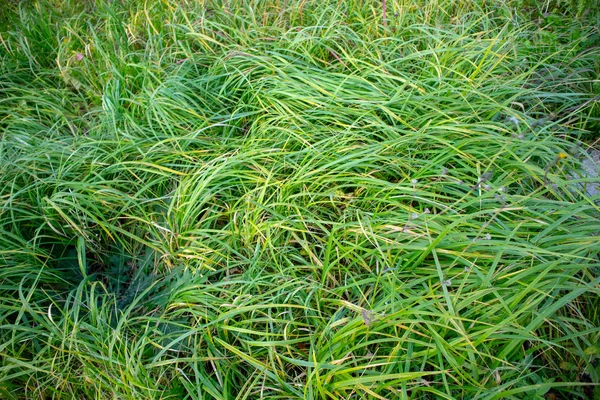 Langes Grünes Graskraut — Stockfoto