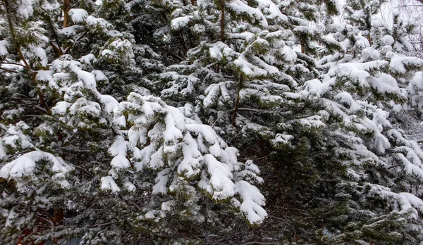 snowy fir tree in the snow