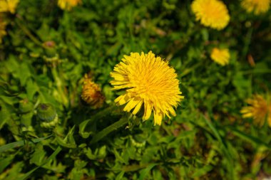 çim bahar closeup karahindiba