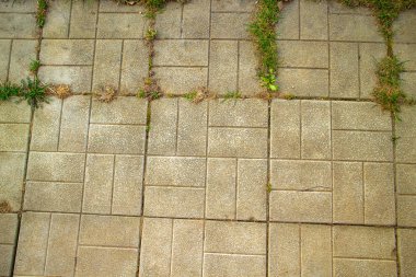 beton yol üzerinde yeşil od