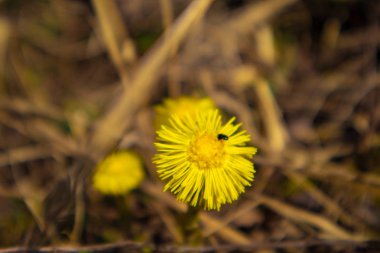 çimenlerde ilk karahindiba