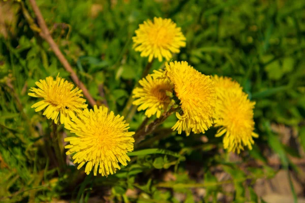 Çim Bahar Closeup Karahindiba — Stok fotoğraf