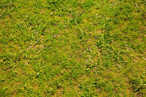 Verde Primavera Hierba Fondo Soleado — Foto de Stock