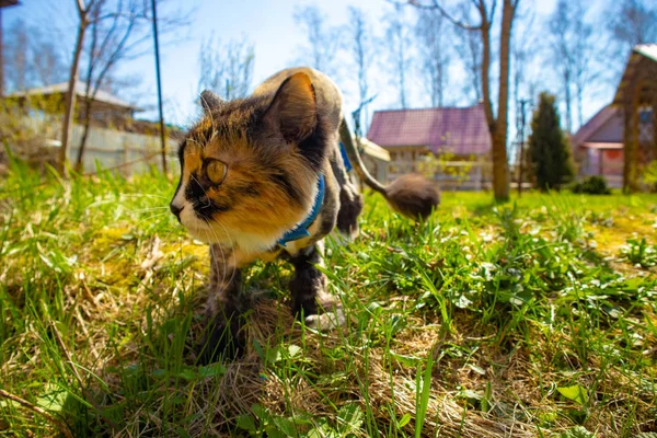 Katt Jakt Vårträdgården — Stockfoto