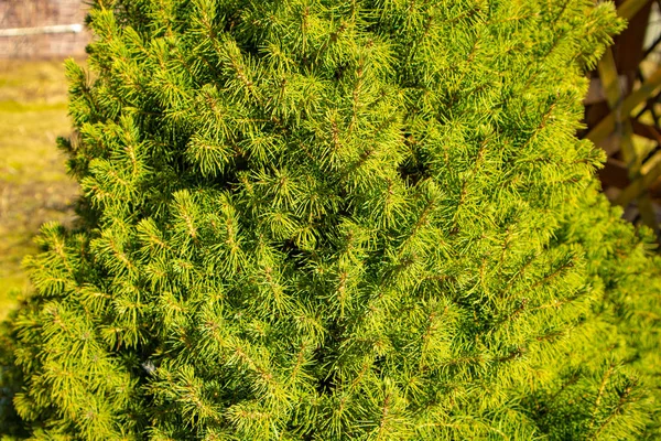 木の緑の葉の背景 — ストック写真