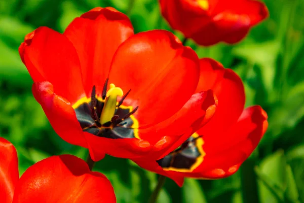 Red Tulips Garden Stock Image