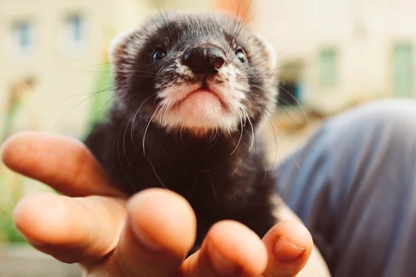 Een Kleine Ferret Zijn Hand — Stockfoto