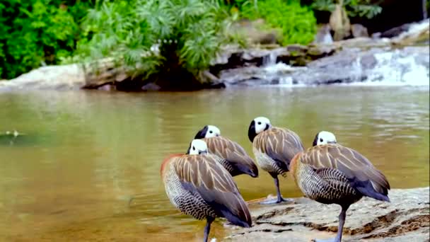 Cachoeira Vídeo Pato Adorável Filmado Chiangmai Jungle Tailândia Ambiente Natural — Vídeo de Stock