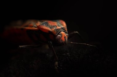 Equestris De Lygaeus - Böcek