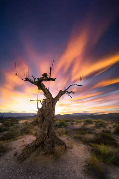 アルメリア スペインのタベルナス砂漠に位置する別の西部映画の撮影のための段階として使用されるツリー ロイヤリティフリーのストック画像