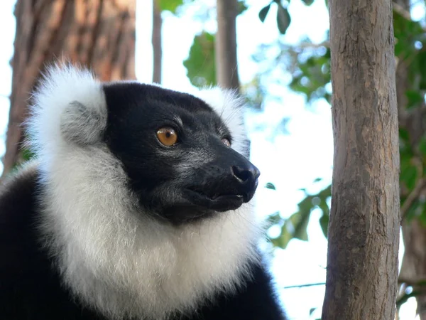 Щасливі Лемур Мадагаскарі — стокове фото