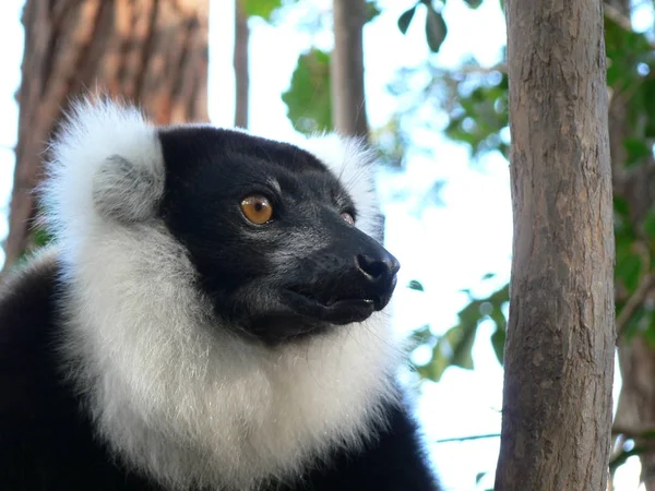 マダガスカルのキツネザルを幸せ — ストック写真