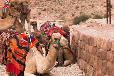 İçinde belgili tanımlık fotoğraf Jordan Petra bölgede oturan deve görebilirsiniz.