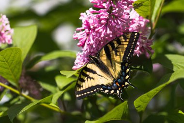 Bir leylak dalı bir kelebek mahaon görmek içinde fotoğraf.