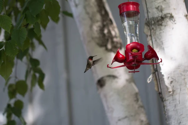 Nella Foto Vedete Colibrì All Alimentatore — Foto Stock