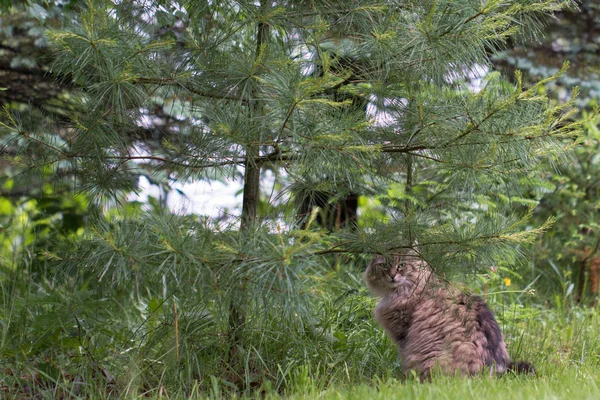 在照片中 你会看到一只愤怒的猫去森林里散步 — 图库照片