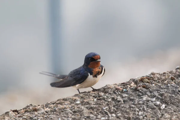 Barn swallow three — Stock Photo, Image