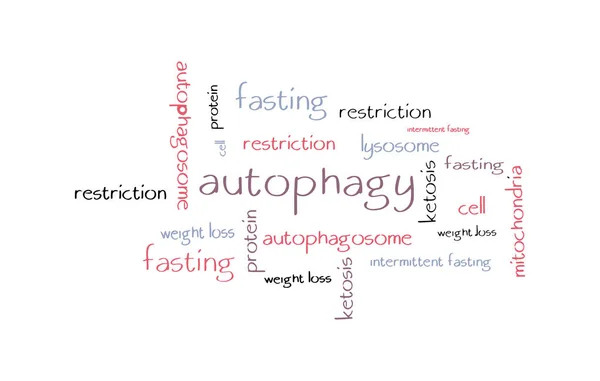 Autophagy handgetekende word cloud concept. — Stockvector